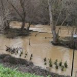 El Ayuntamiento de Guadalajara licita la limpieza del río Henares a su paso por la ciudad para evitar taponamientos y desbordamientos: la última vez que se desbrozó el cauce fue hace cinco años