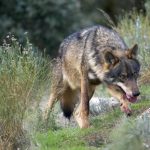 Ganaderos, agricultores y naturalistas analizarán  cómo hacer posible la coexistencia del lobo con la ganadería extensiva en la Sierra Norte de Guadalajara en una jornada organizada por SOS Rural en Tamajón el sábado 23 de noviembre