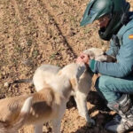 Detenido un vecino de Romancos (Guadalajara) por apalear a un perro hasta matarlo: el agresor ya contaba con numerosas denuncias del Seprona por maltrato animal