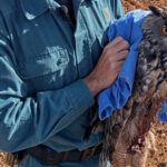 El Seprona traslada al centro de recuperación de aves del minizoo de Guadalajara a un búho real que había sido localizado por un agricultor en Robledillo de Mohernando