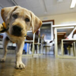 La ONCE busca familias de acogida para educar durante dos meses cachorros de futuros perros guía y abre la posibilidad a vecinos de las provincias de Guadalajara, Toledo, Ávila y Segovia