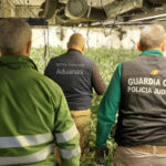 La Guardia Civil y la Agencia Tributaria desmantelan una plantación de marihuana en una vivienda de Uceda (Guadalajara): se requisaron 670 con un peso de 151 kilos plantas y un arma